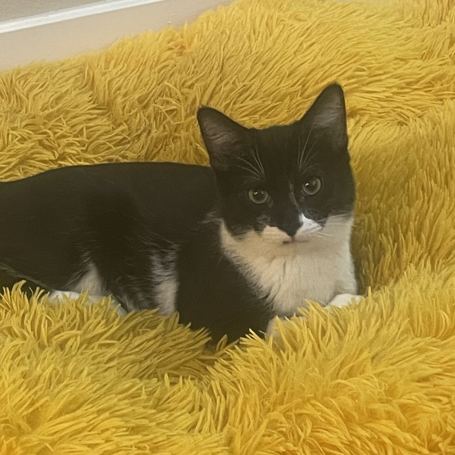 Bane, a Adoptable Domestic Short Hair in Santa Ana, CA image 6/6