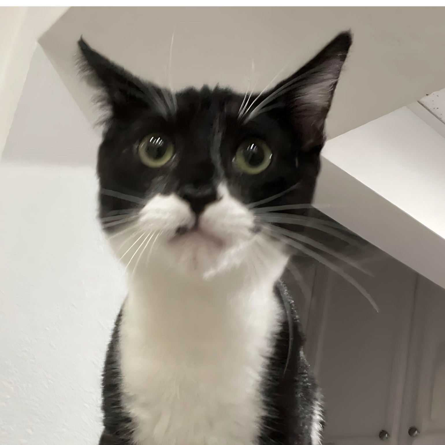 Bane, a Adoptable Domestic Short Hair in Santa Ana, CA image 1/6