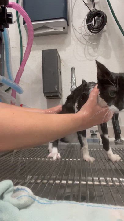 Enlarge Bane, a Adoptable Domestic Short Hair in Santa Ana, CA video 2/6