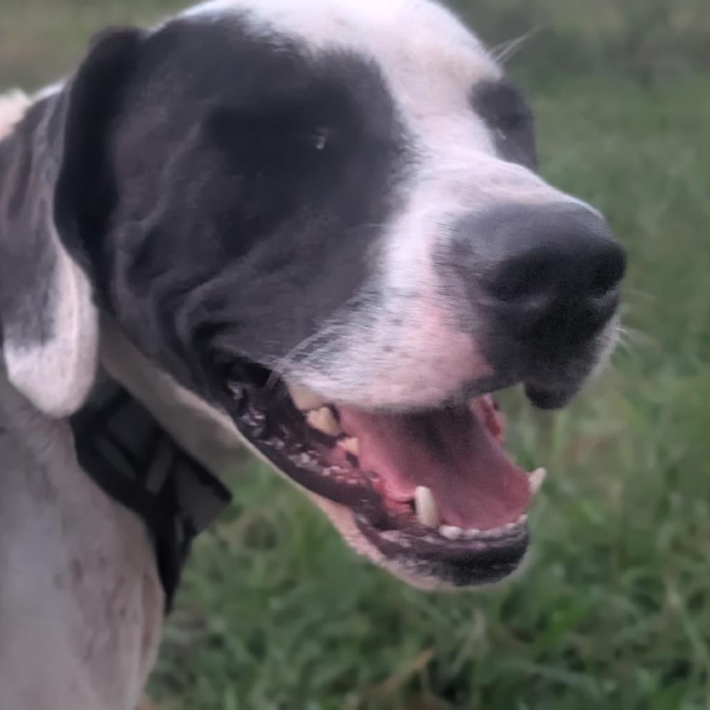 Enlarge Moose (Adoption Fee-SPONSORED!) In Foster, a Adoptable Mixed Breed in Alabaster, AL image 1/6