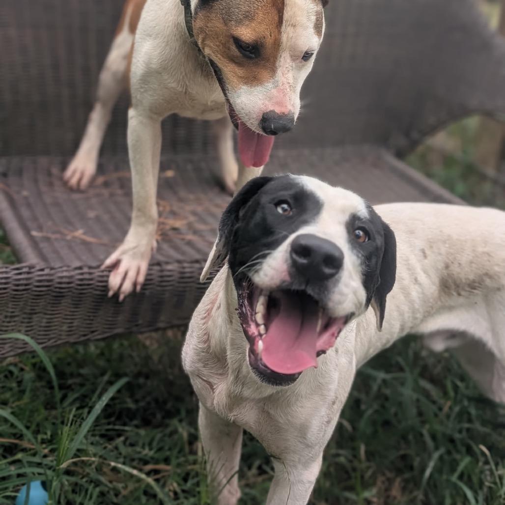 Enlarge Moose (Adoption Fee-SPONSORED!) In Foster, a Adoptable Mixed Breed in Alabaster, AL image 2/6