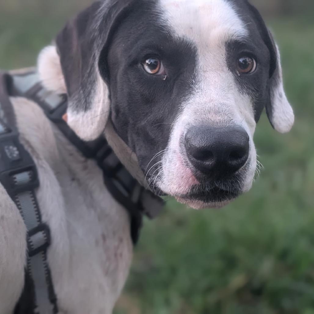 Enlarge Moose (Adoption Fee-SPONSORED!) In Foster, a Adoptable Mixed Breed in Alabaster, AL image 3/6