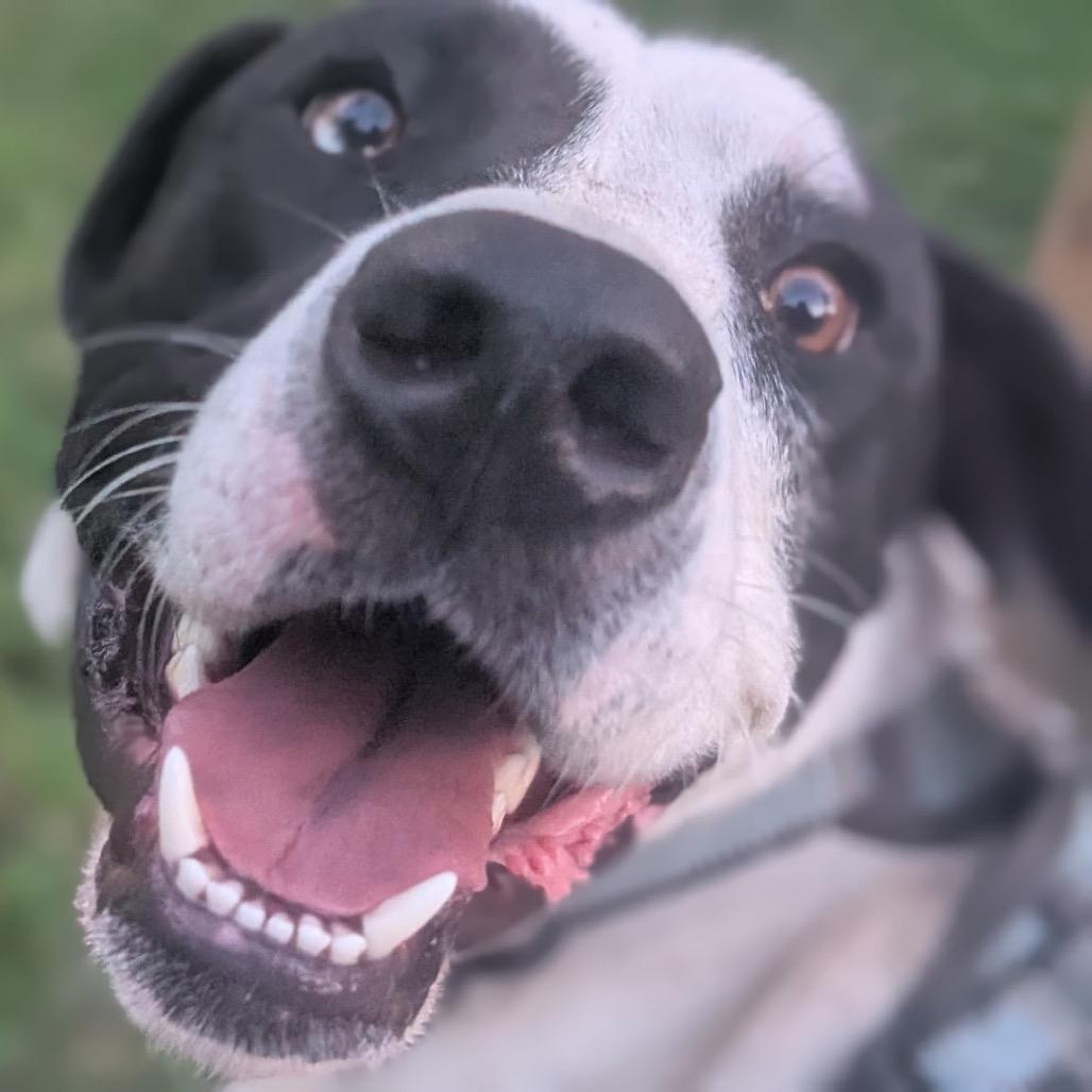 Enlarge Moose (Adoption Fee-SPONSORED!) In Foster, a Adoptable Mixed Breed in Alabaster, AL image 4/6