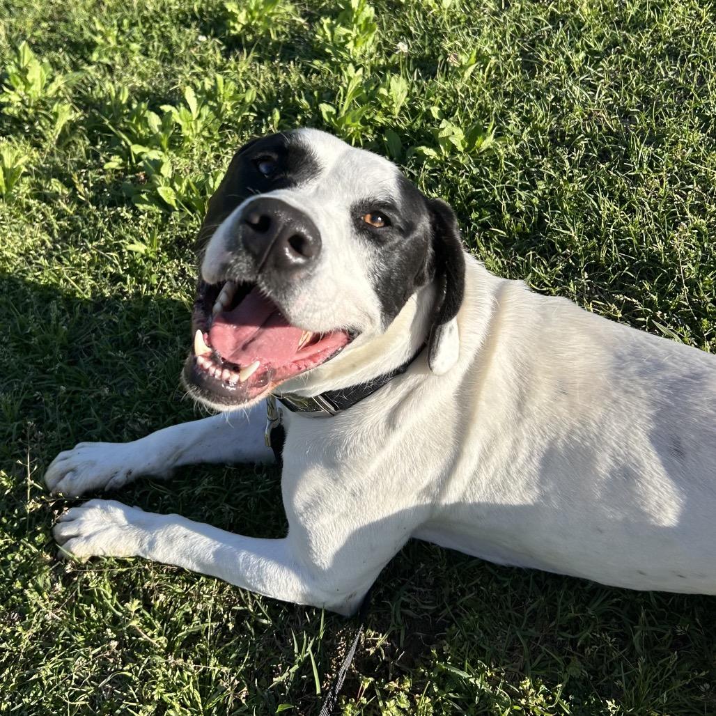 Enlarge Moose (Adoption Fee-SPONSORED!) In Foster, a Adoptable Mixed Breed in Alabaster, AL image 5/6