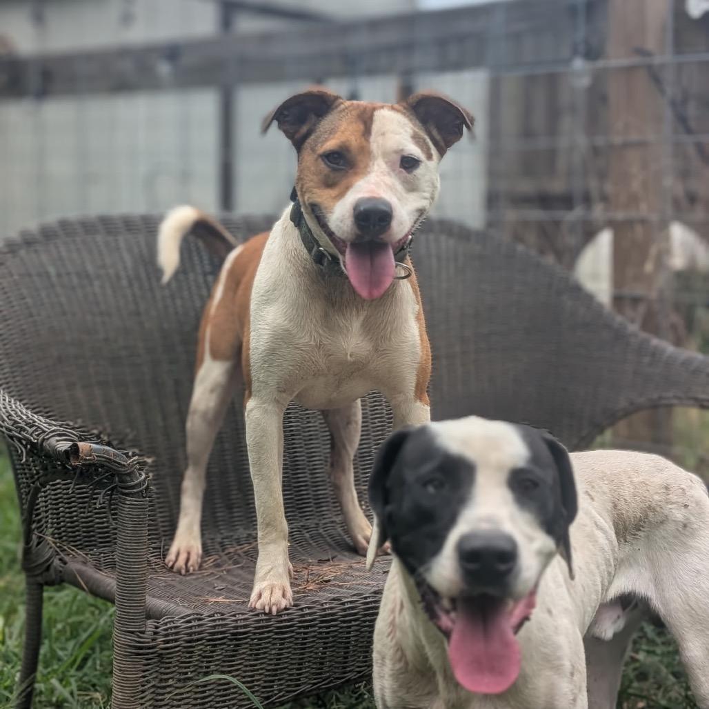 Enlarge Moose (Adoption Fee-SPONSORED!) In Foster, a Adoptable Mixed Breed in Alabaster, AL image 6/6