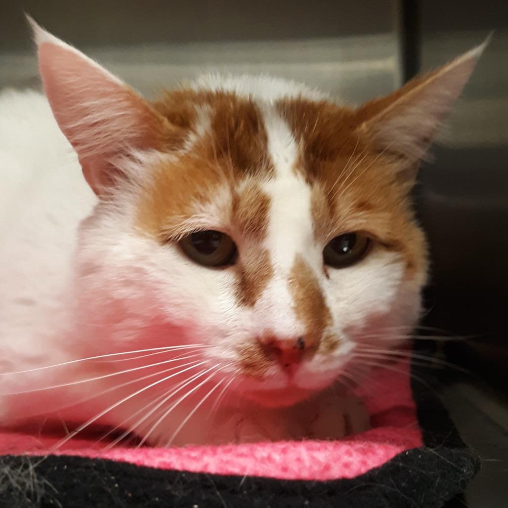Abe, Adoptable, Adult Male Domestic Short Hair.
