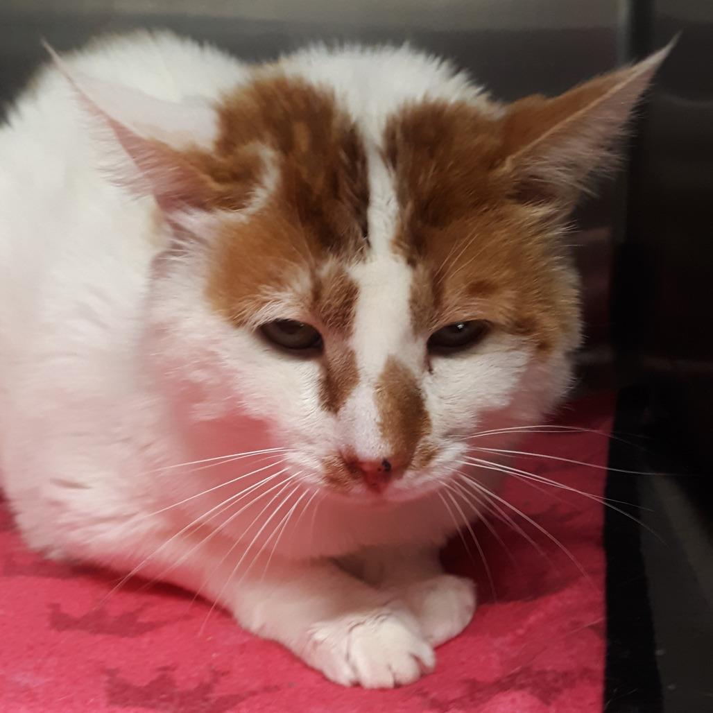 Enlarge Abe, a Adoptable Domestic Short Hair in Spokane, WA image 2/2