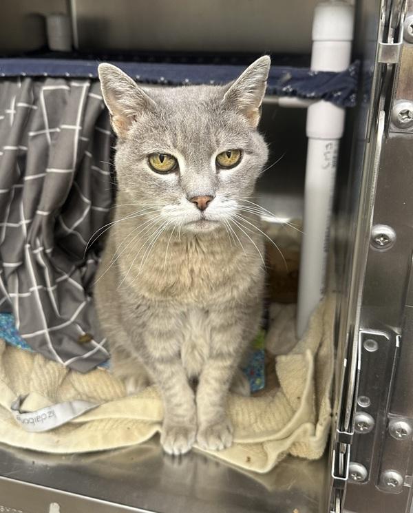 Galaxy, Adoptable, Senior Female Domestic Short Hair.