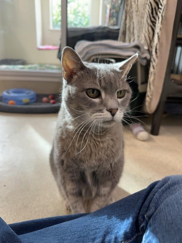 Enlarge Galaxy, a Adoptable mixed breed in Santa Rosa, CA image 2/6