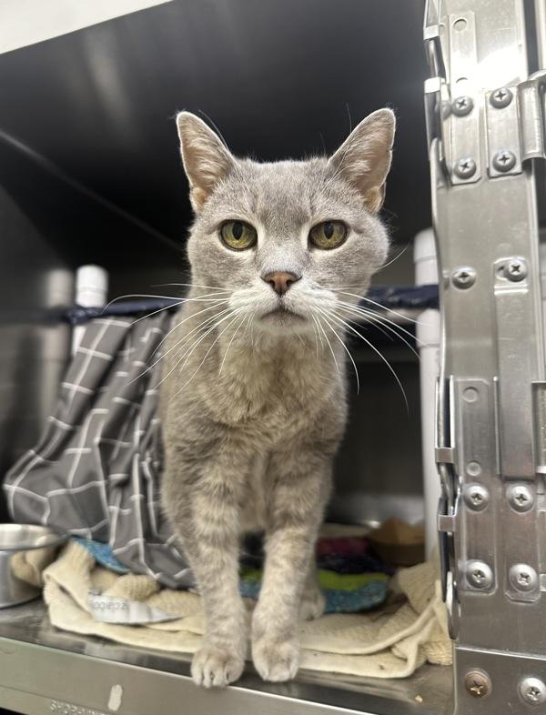 Enlarge Galaxy, a Adoptable mixed breed in Santa Rosa, CA image 3/6