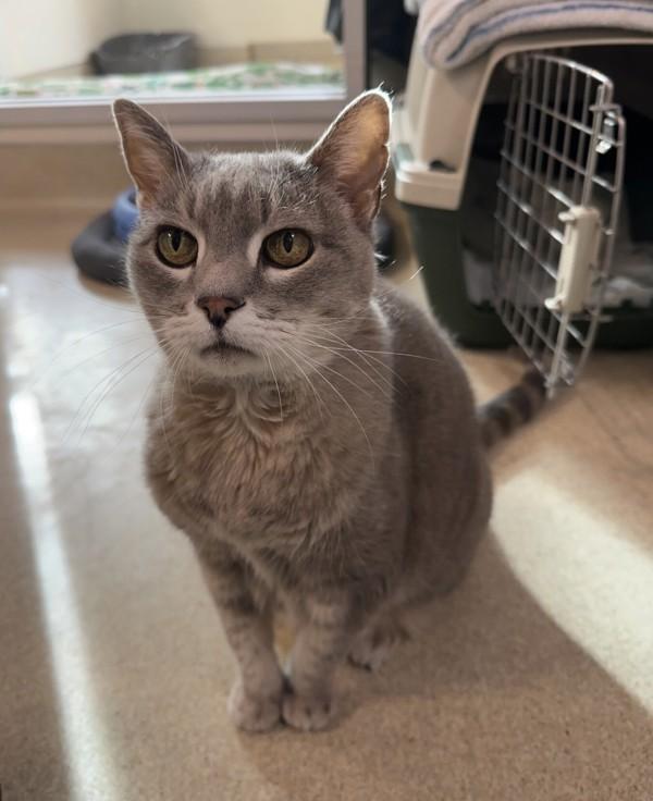 Enlarge Galaxy, a Adoptable mixed breed in Santa Rosa, CA image 4/6