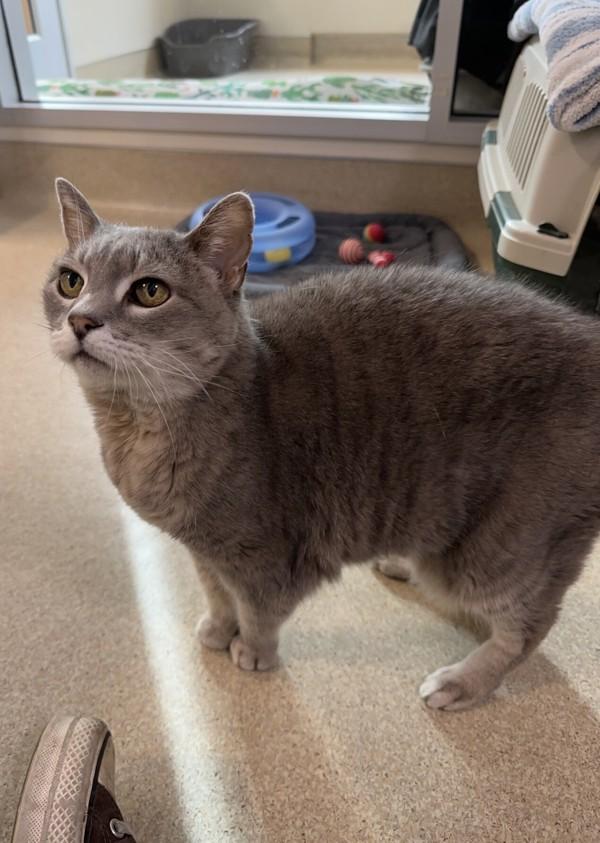 Enlarge Galaxy, a Adoptable mixed breed in Santa Rosa, CA image 5/6