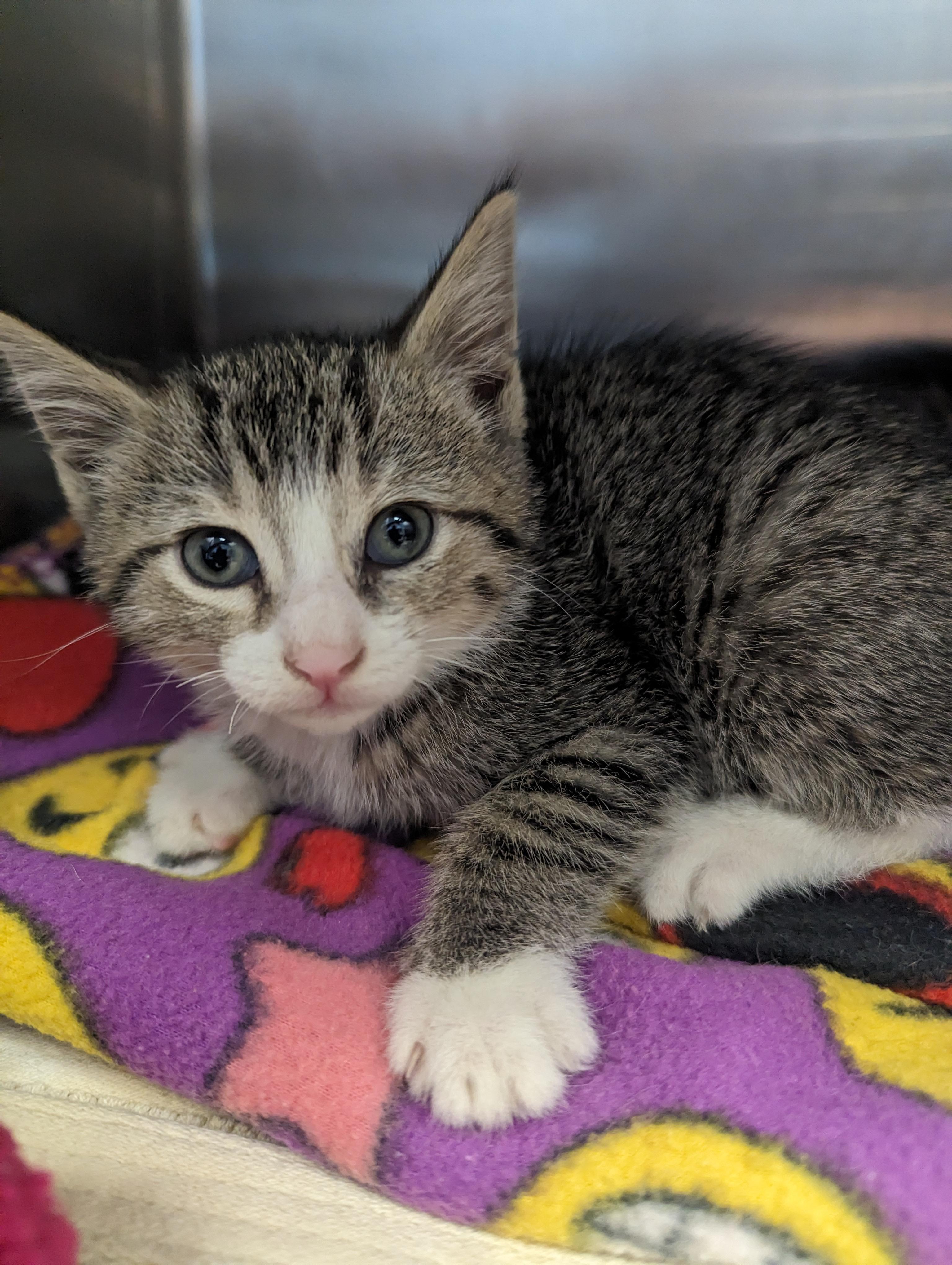 A-Aron, Baby Male Domestic Short Hair