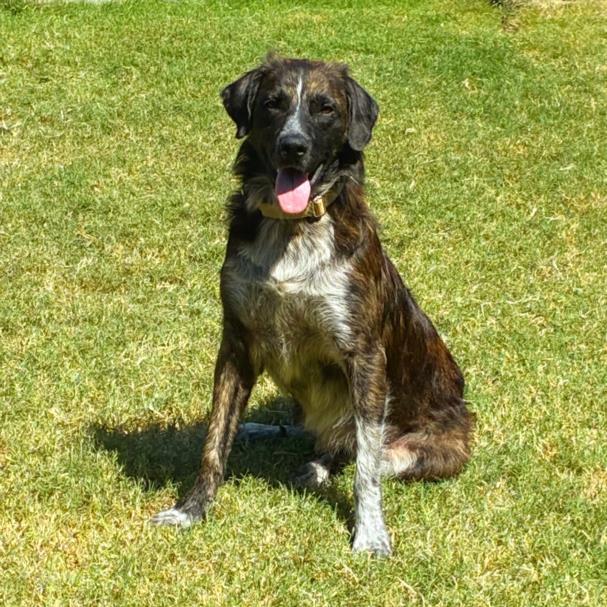 TURKEY, Adoptable, Young Male German Shepherd Dog & Mixed Breed.