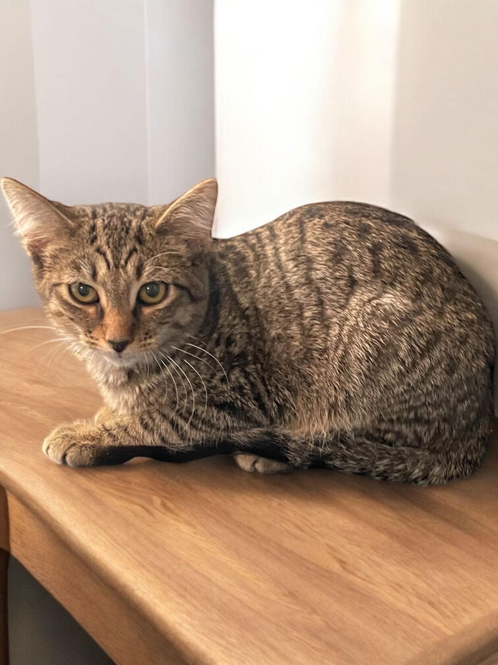 Tiny Tim, Adoptable, Kitten Male Domestic Short Hair.