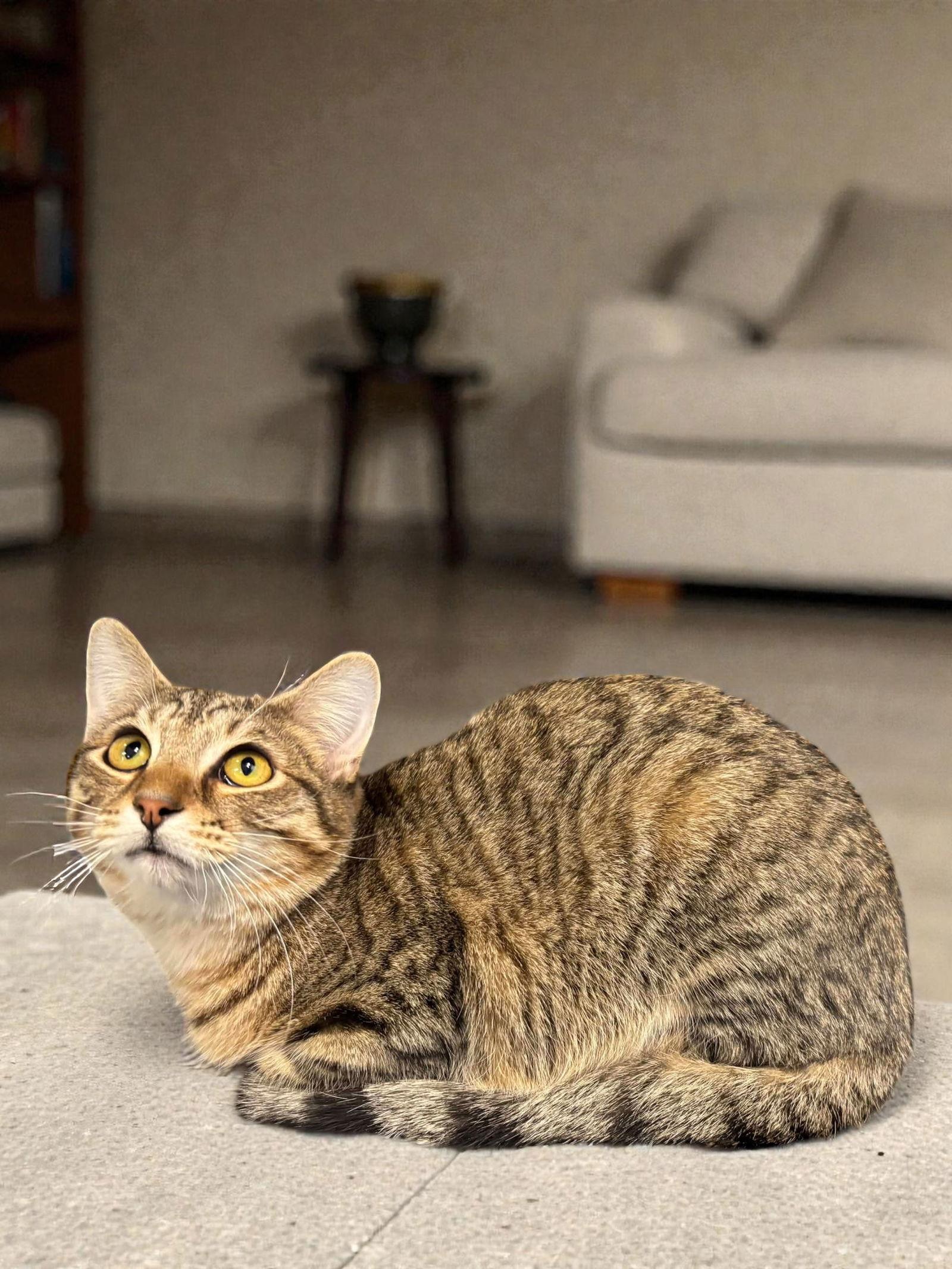 Tiny Tim, a Adoptable Domestic Short Hair in Champaign, IL image 2/2