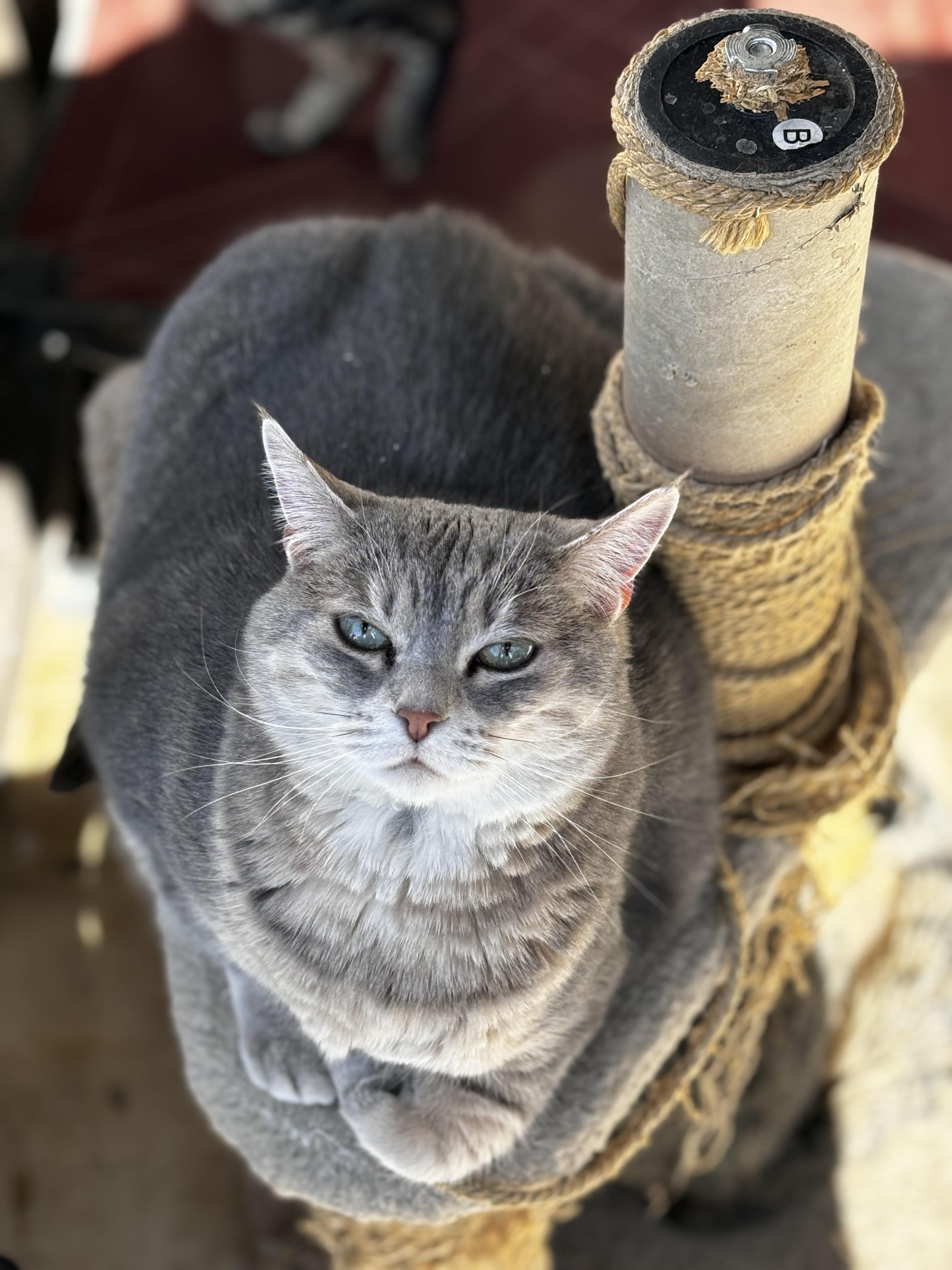 Enlarge Katie, a Adopted Domestic Short Hair in Helendale, CA image 1/1