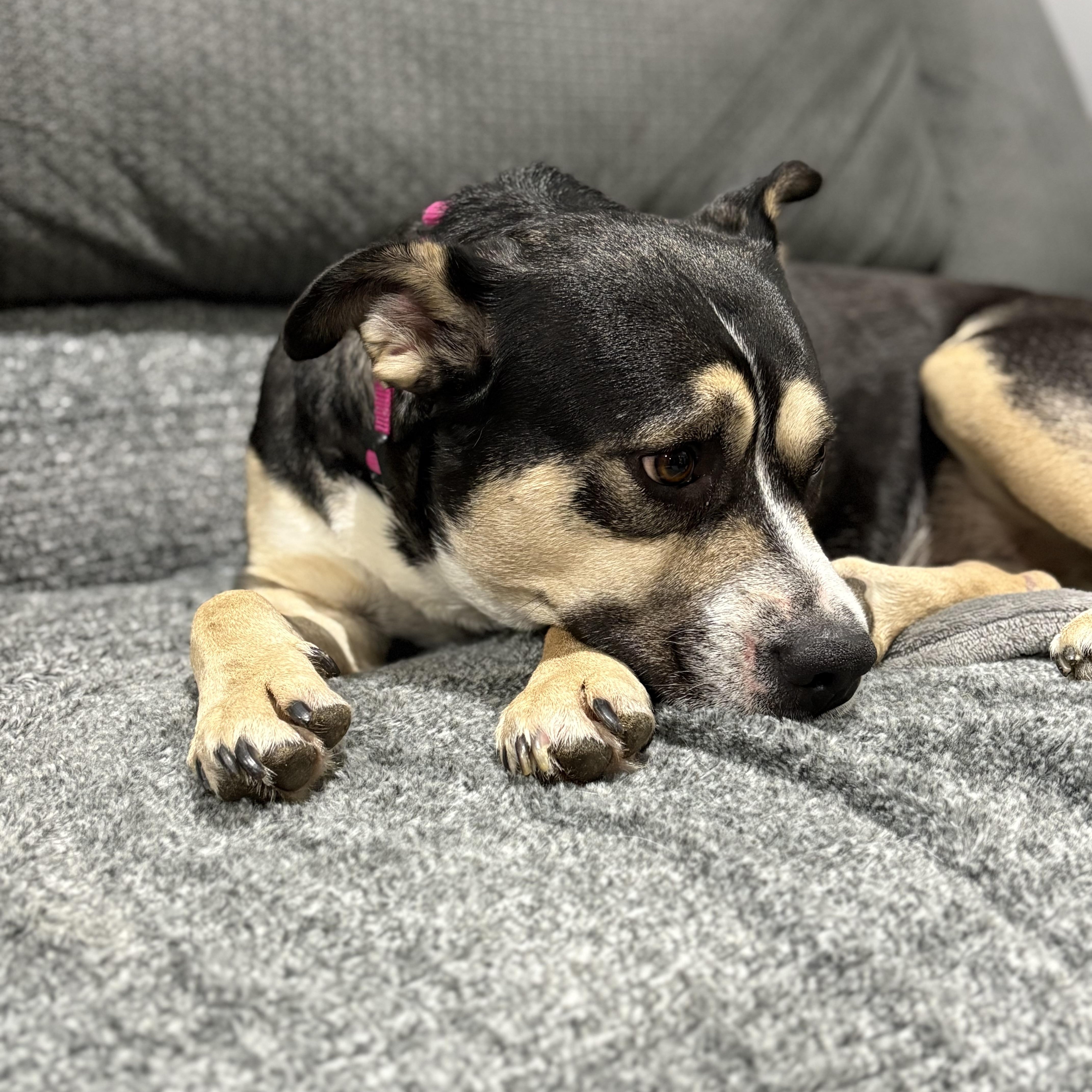 Enlarge Bunny, a ADOPTABLE mixed breed in York, PA image 3/5