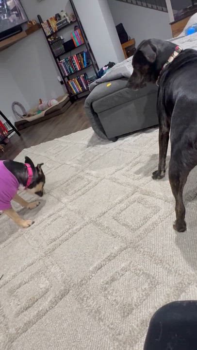 Enlarge Bunny, a ADOPTABLE mixed breed in York, PA video 5/5