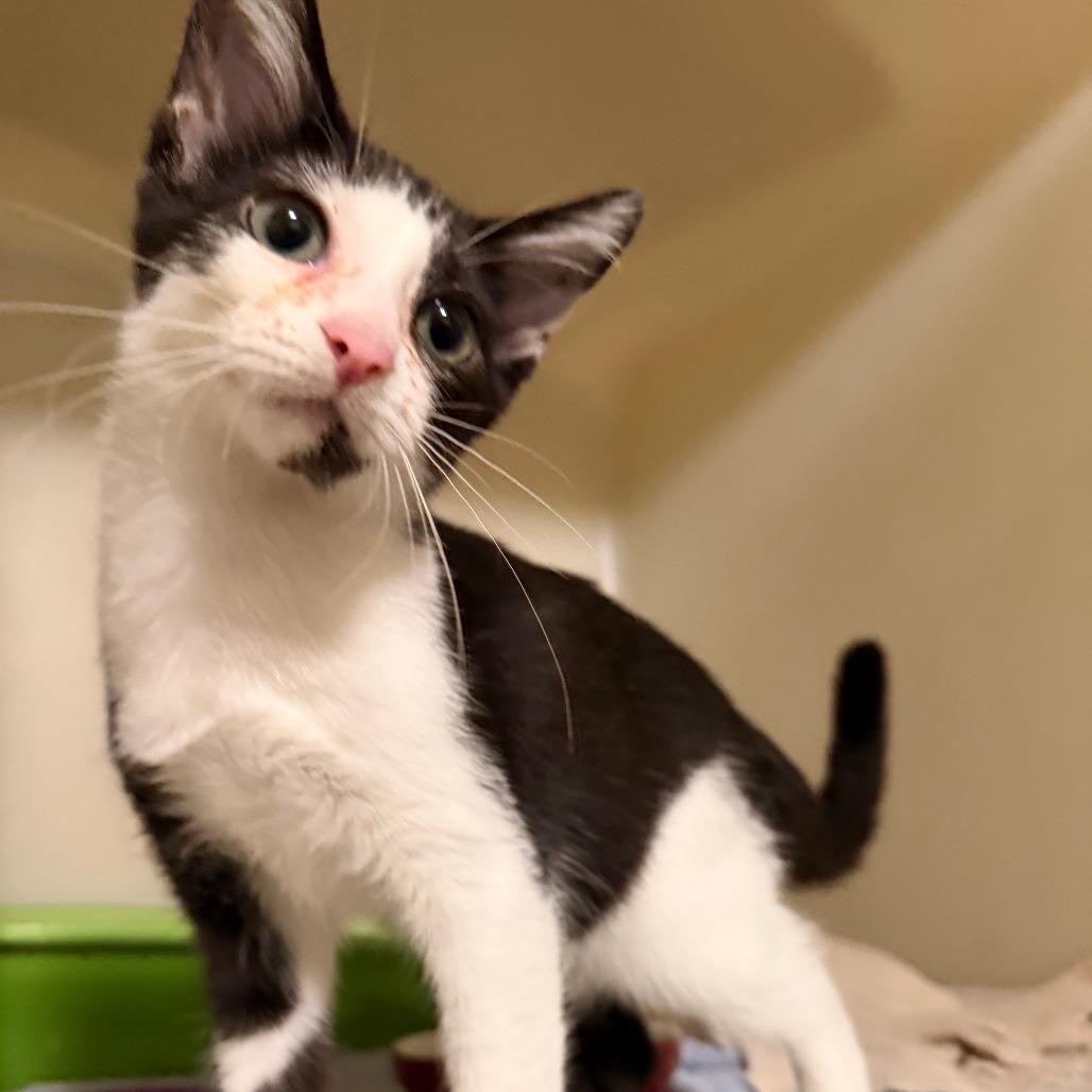 Mia, Adoptable, Kitten Female Domestic Short Hair.