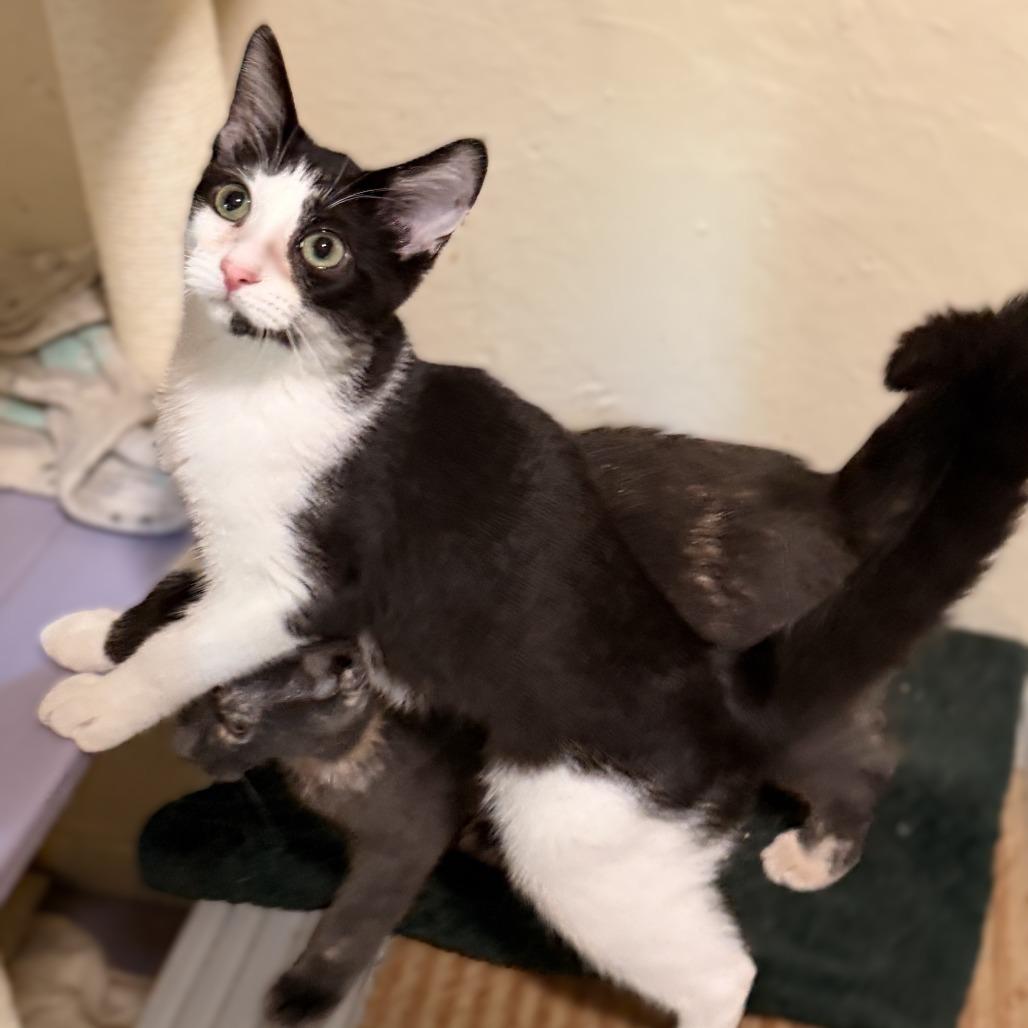 Enlarge Mia, a Adoptable Domestic Short Hair in Richland, MI image 2/2