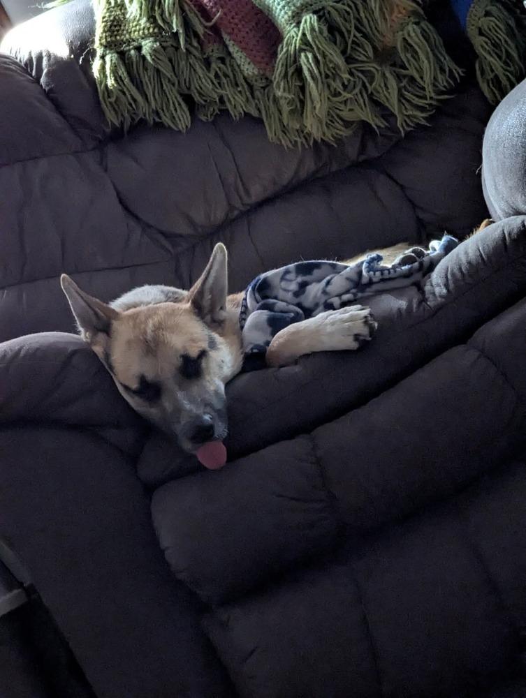 Alex II, a Adoptable mixed breed in Fredonia, WI image 1/4