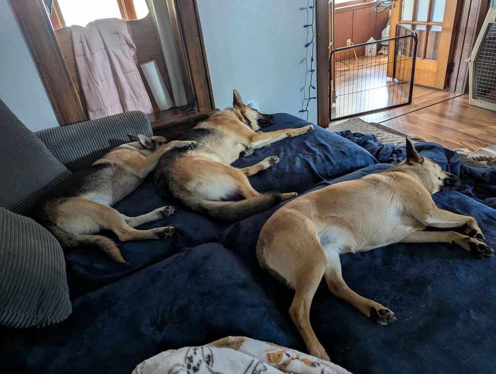 Alex II, Adoptable, Young Male German Shepherd Dog.