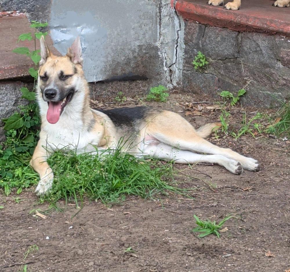 Alex II, a Adoptable mixed breed in Fredonia, WI image 3/4