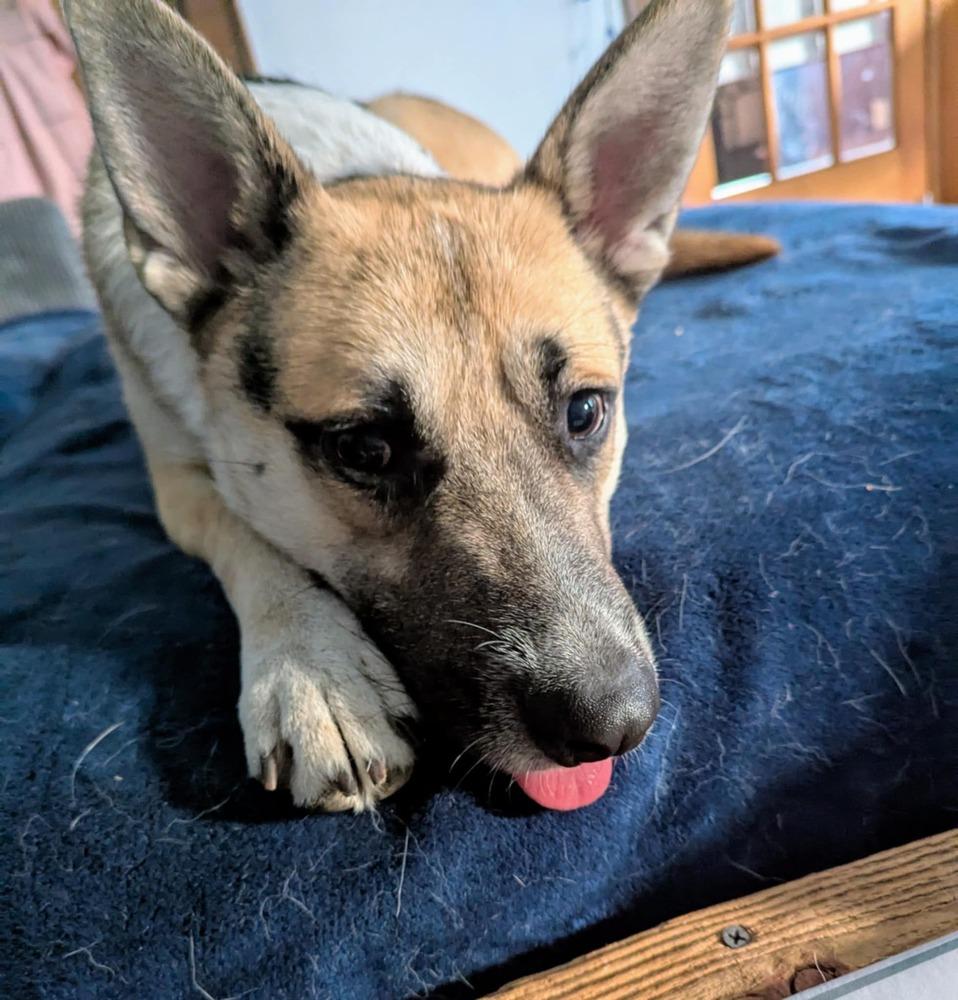 Alex II, a Adoptable mixed breed in Fredonia, WI image 4/4