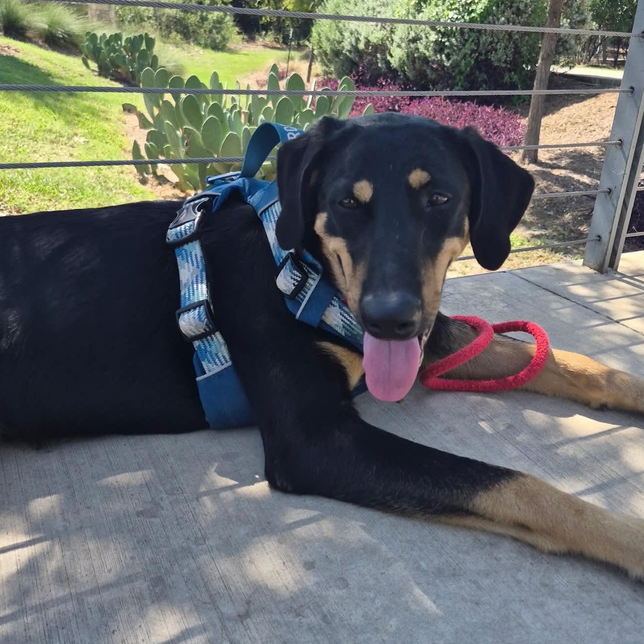 Enlarge Murphy, a Adoptable mixed breed in Portland, OR image 1/6