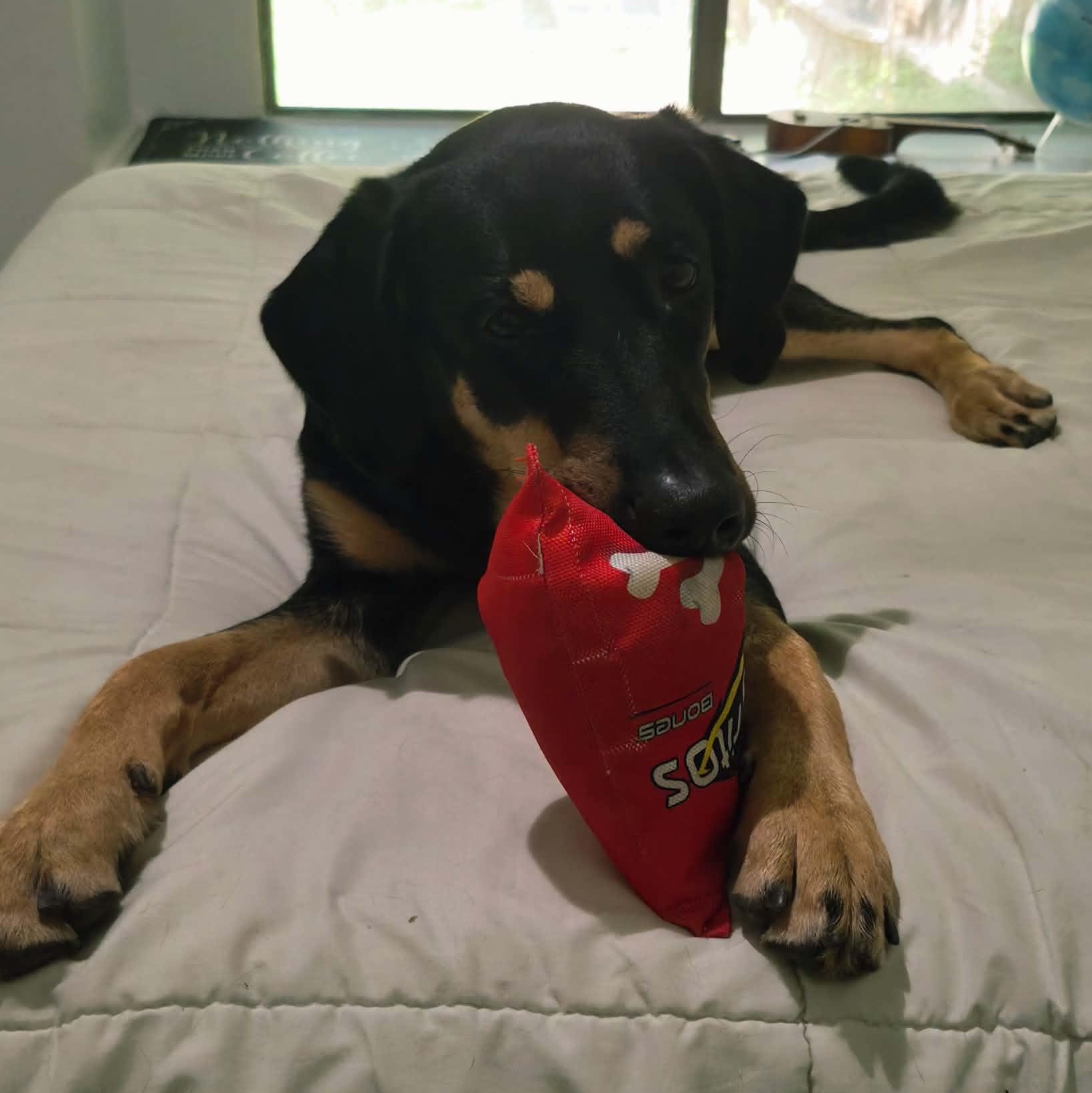 Enlarge Murphy, a Adoptable mixed breed in Portland, OR image 6/6