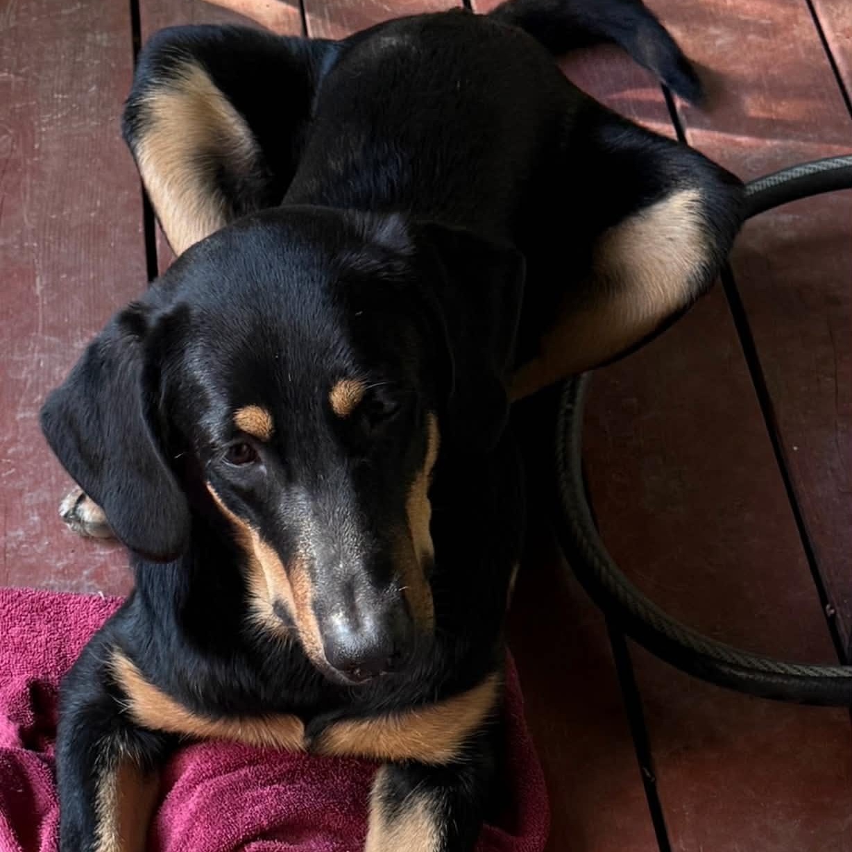 Enlarge Murphy, a Adoptable mixed breed in Portland, OR image 5/6