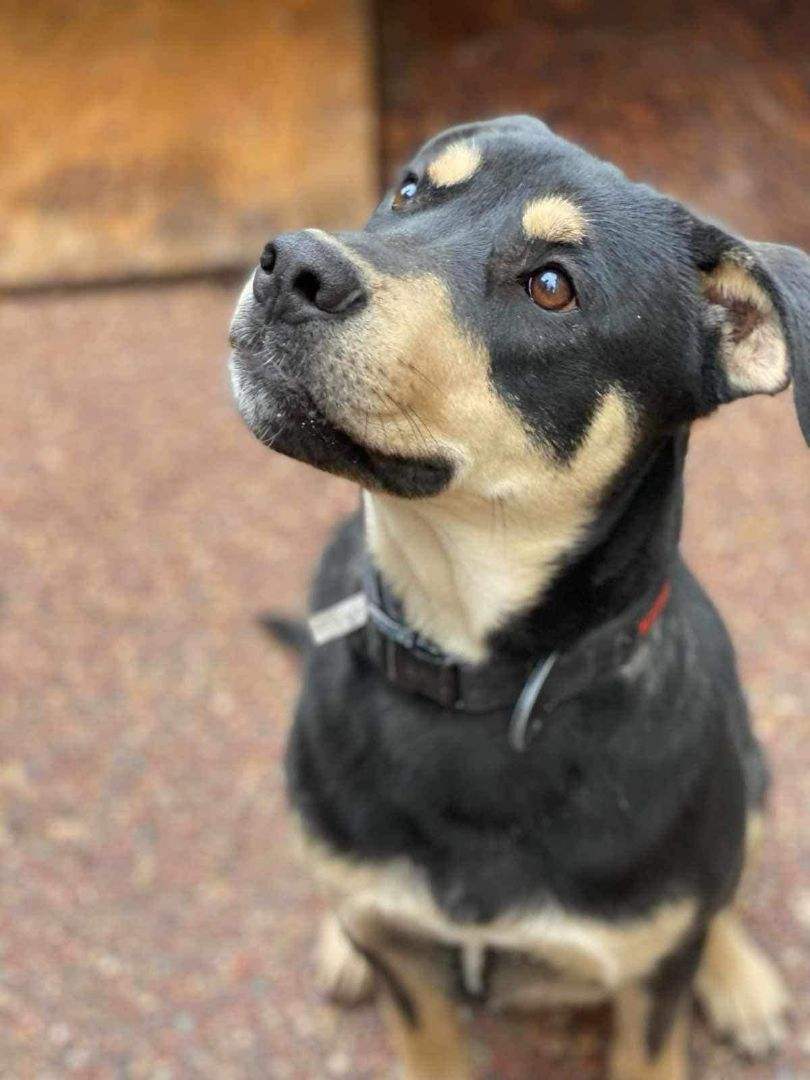 Enlarge Buddy-Modesto, CA- Crosspost, a Adoptable mixed breed in San Diego, CA image 1/1