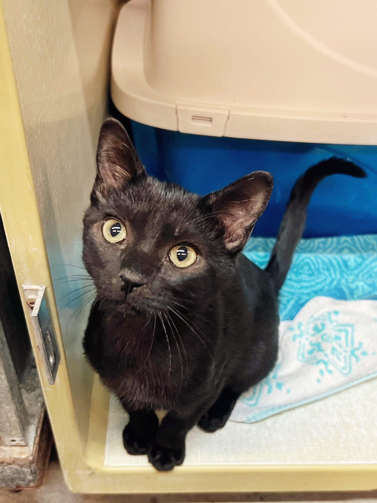 Enlarge Spooky, a Adoptable Domestic Short Hair in Peace River, AB image 1/1