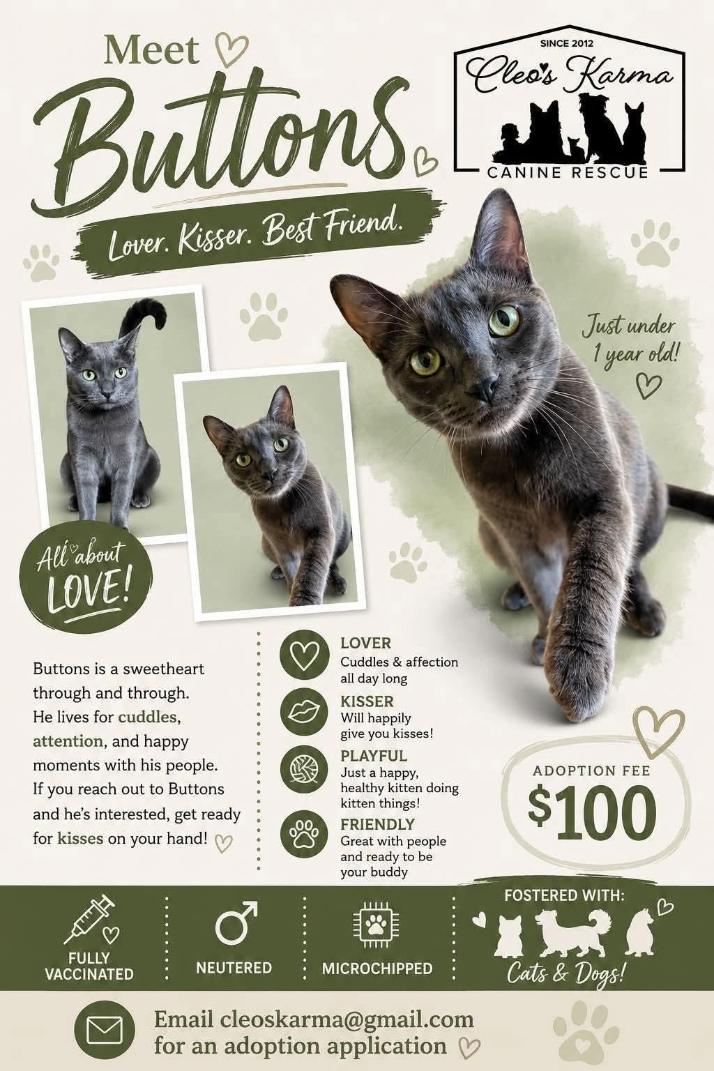 Buttons, ADOPTABLE, Young Male Domestic Short Hair.