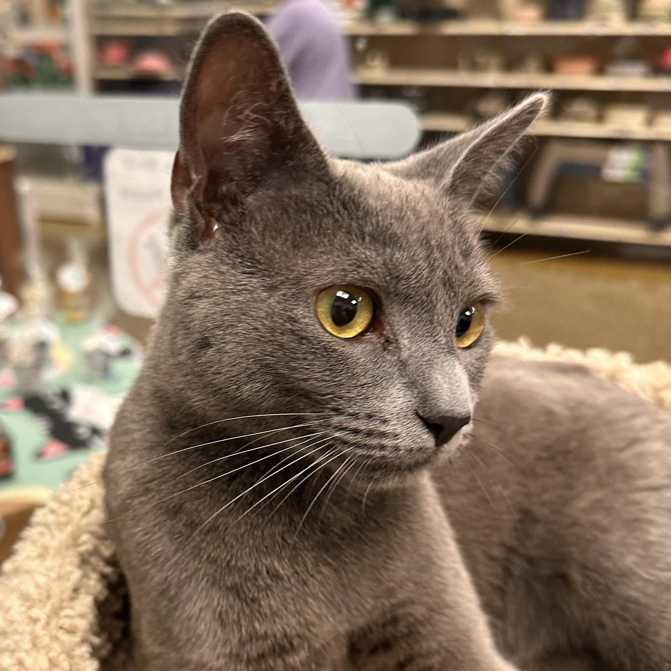 Baby, ADOPTABLE, Kitten Female Domestic Short Hair.