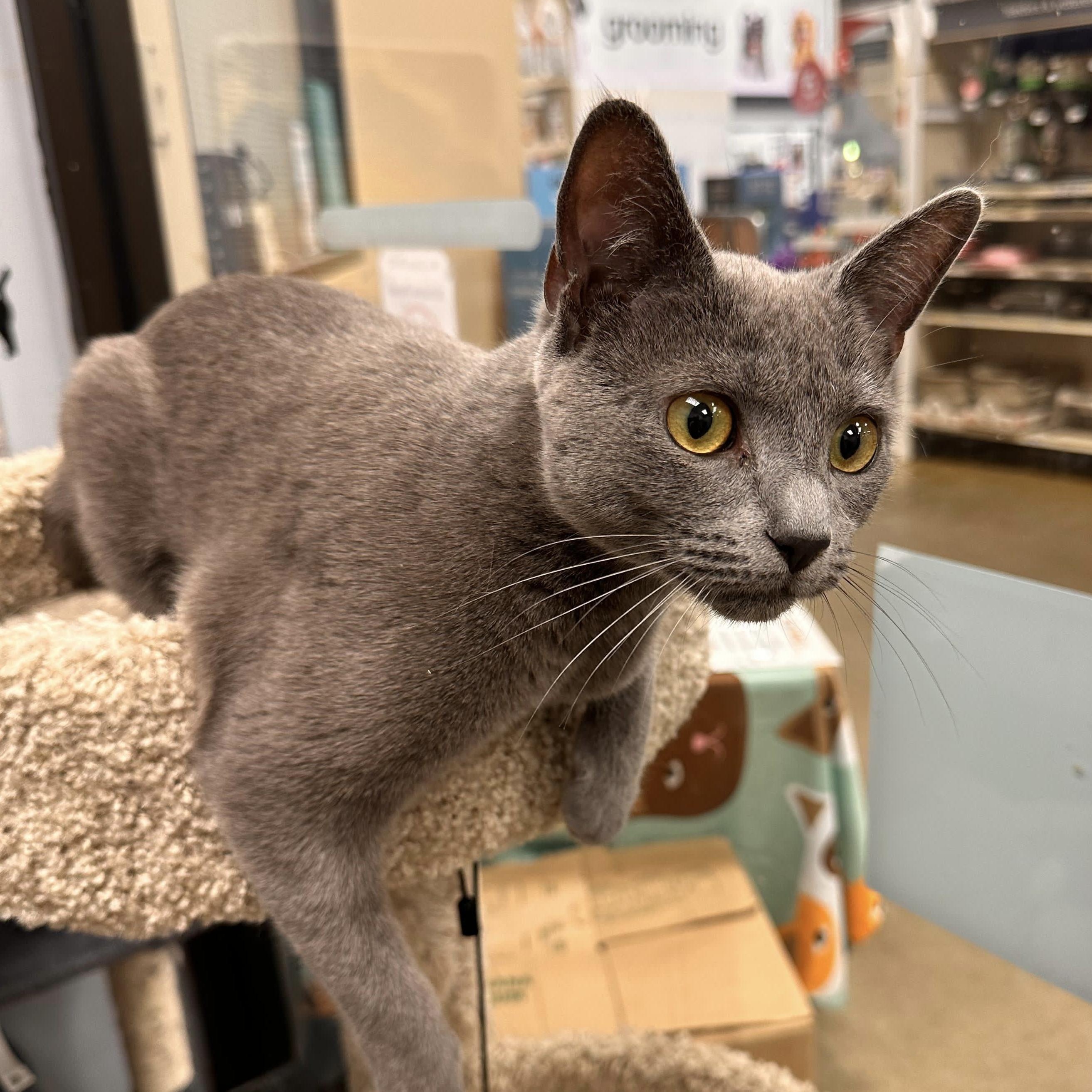 Baby, a ADOPTABLE Domestic Short Hair in Maple Shade, NJ image 2/2