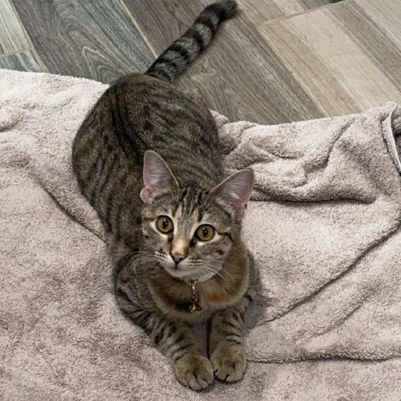 Enlarge Mya, a Adoptable Exotic Shorthair in mount vernon, AR image 1/1