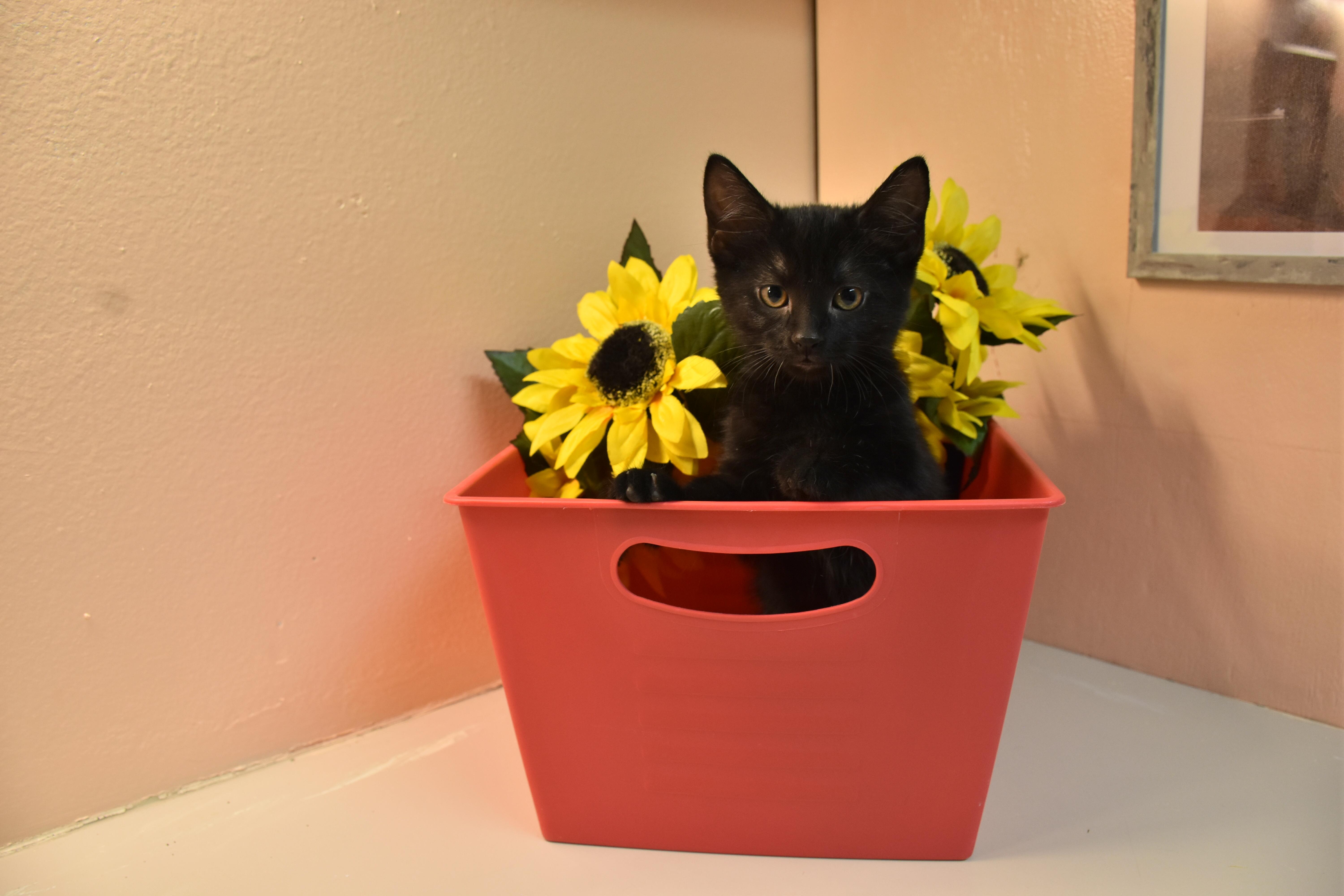 Java, ADOPTABLE, Kitten Female Domestic Short Hair.