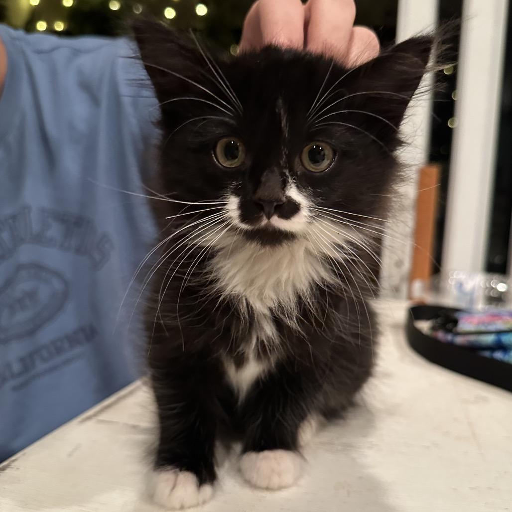 Marble, Adoptable, Kitten Female Domestic Long Hair.