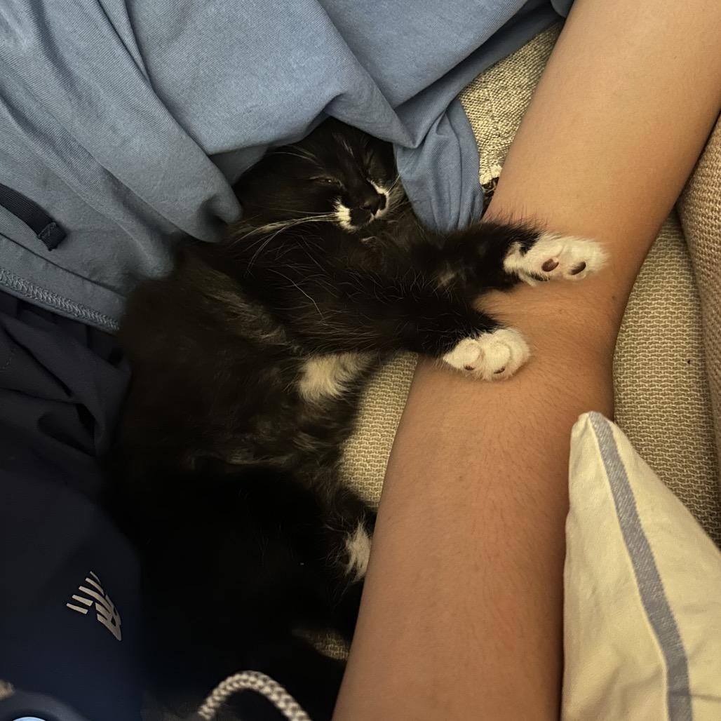 Enlarge Marble, a Adoptable Domestic Long Hair in North Port, FL image 2/4