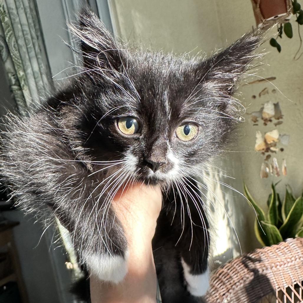 Enlarge Marble, a Adoptable Domestic Long Hair in North Port, FL image 3/4