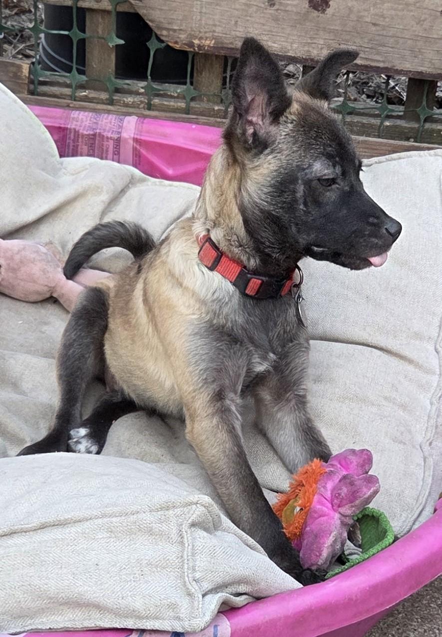 Enlarge Lemur, an adoptable mixed breed in Saint Paul, MN image 2/5