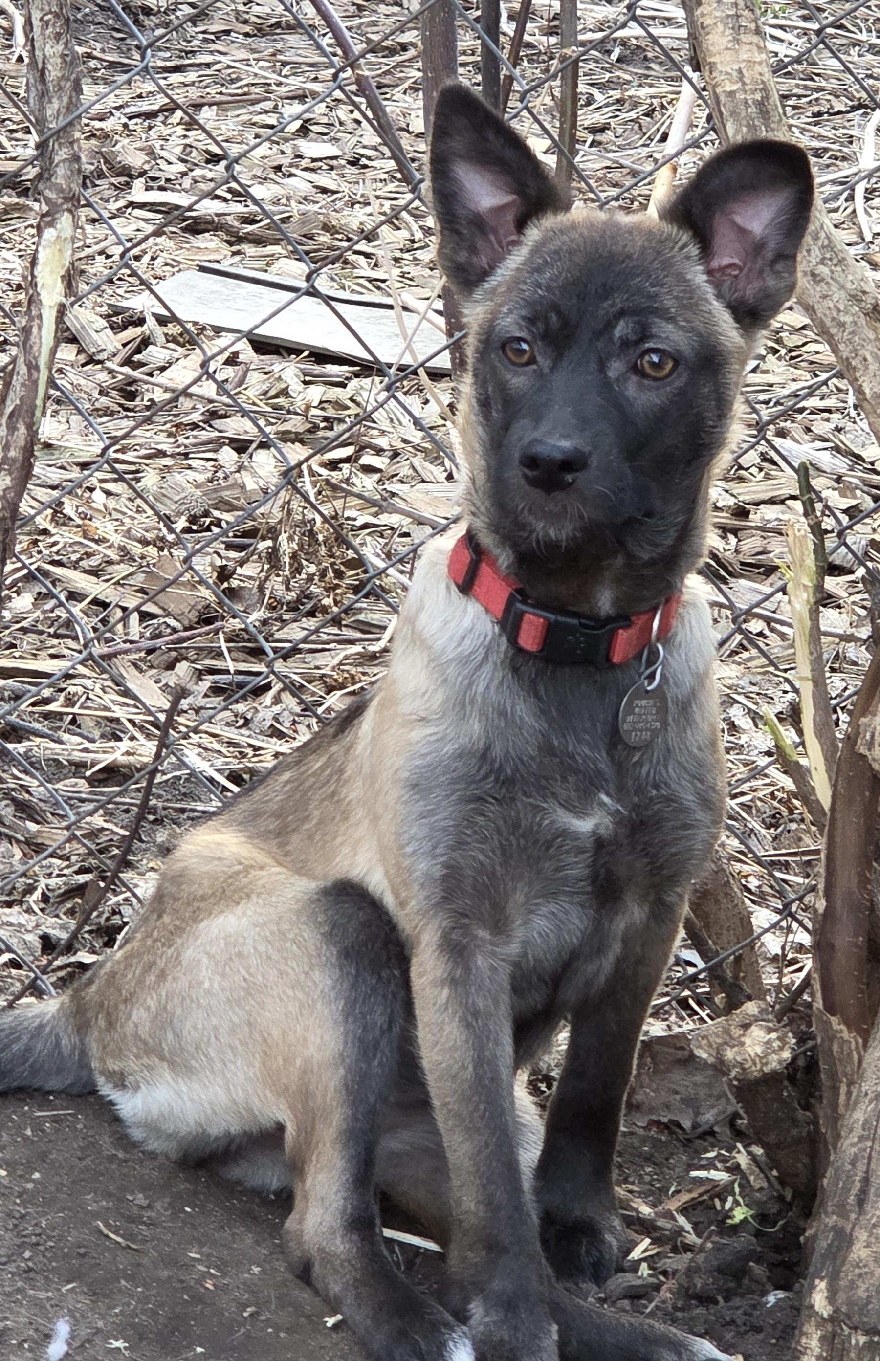Enlarge Lemur, an adoptable mixed breed in Saint Paul, MN image 3/5