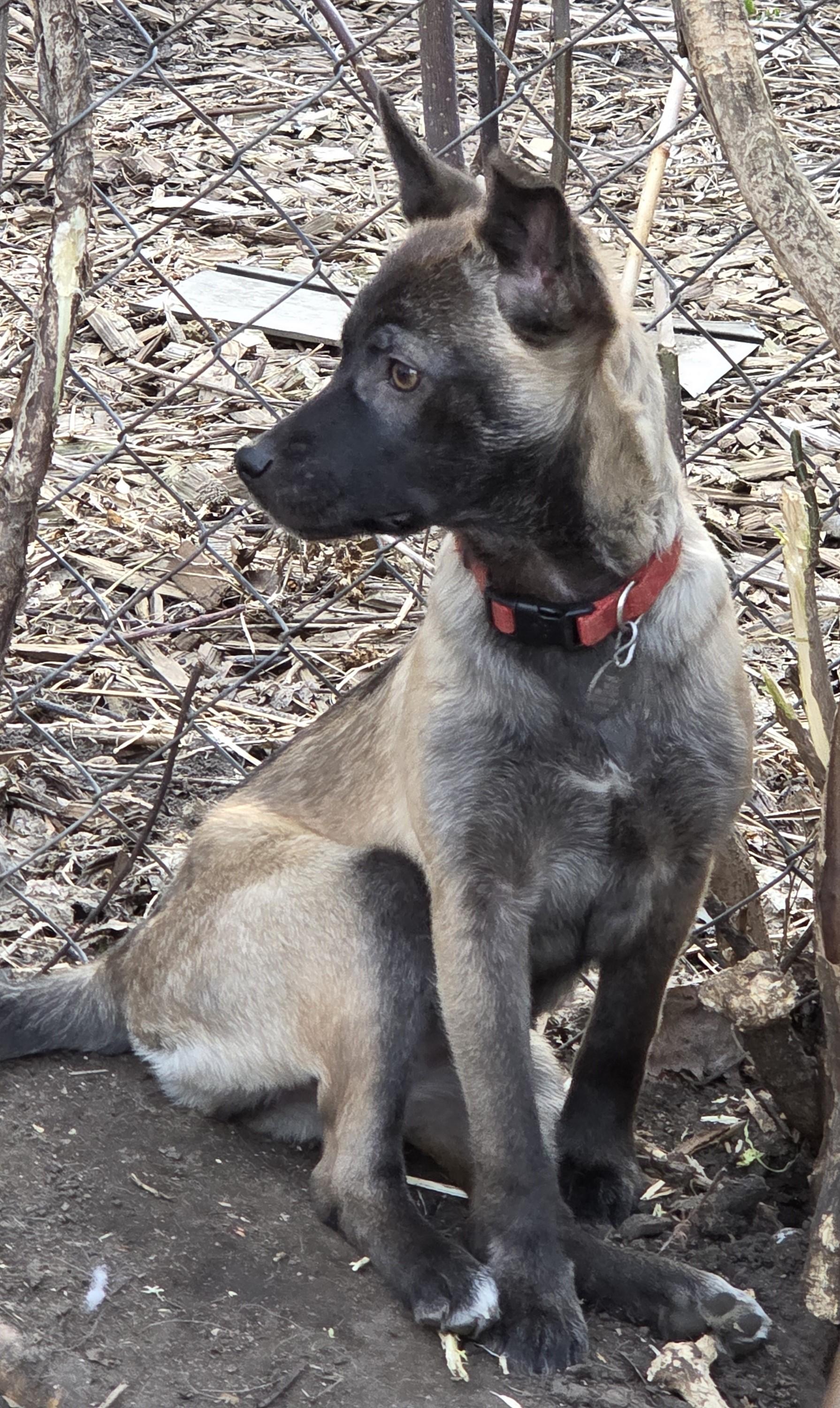 Lemur, adoptable, Puppy Female Shepherd & Chihuahua.