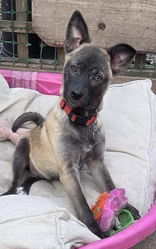 Enlarge Lemur, an adoptable mixed breed in Saint Paul, MN image 4/5