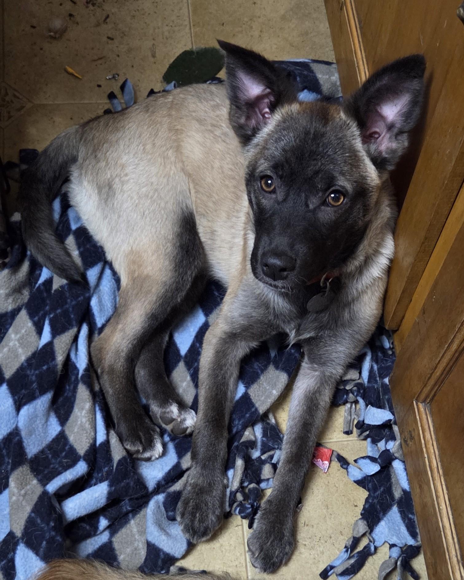 Lemur, adopted, Puppy Female Shepherd & Chihuahua.