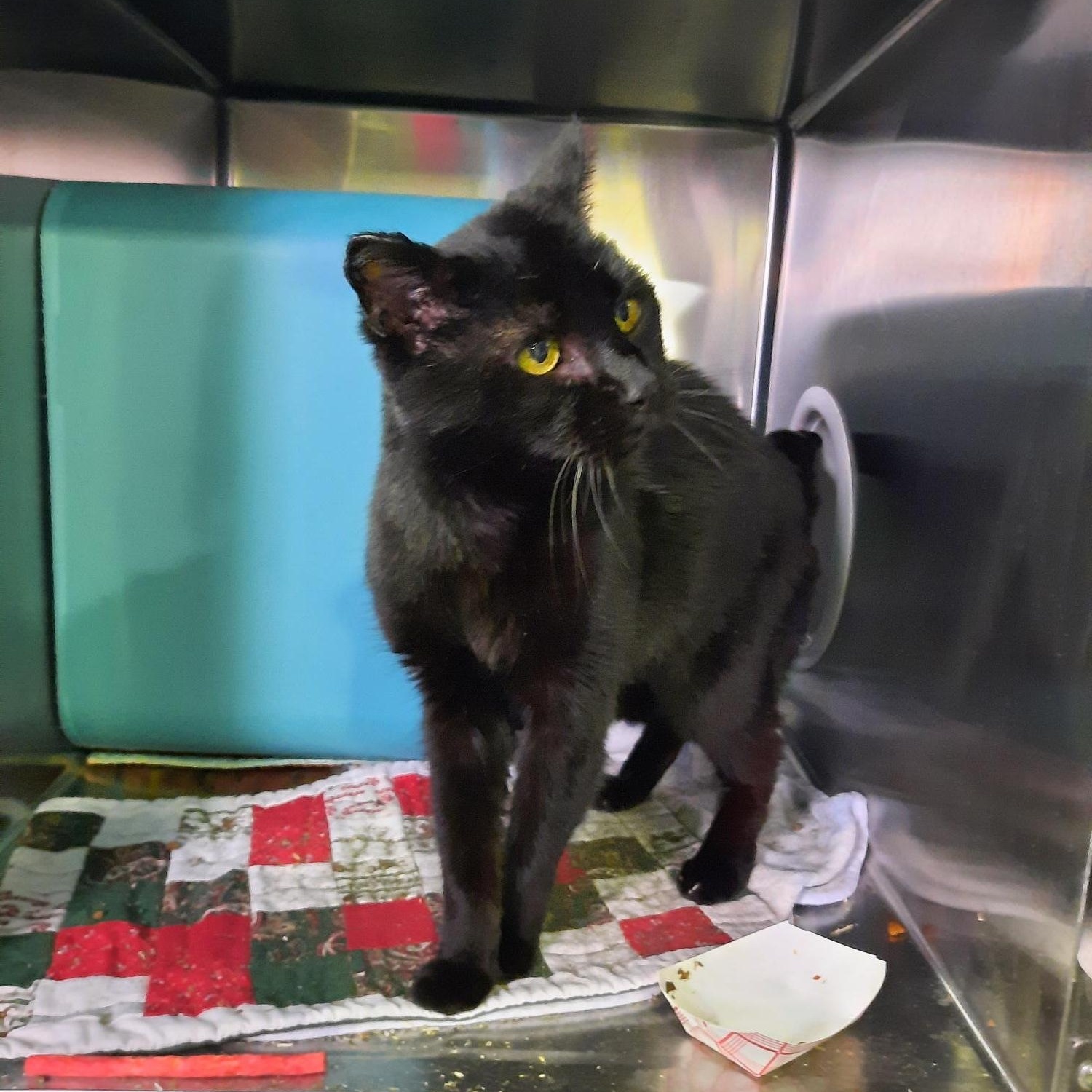 Baccara , ADOPTABLE, Adult Female Domestic Short Hair.