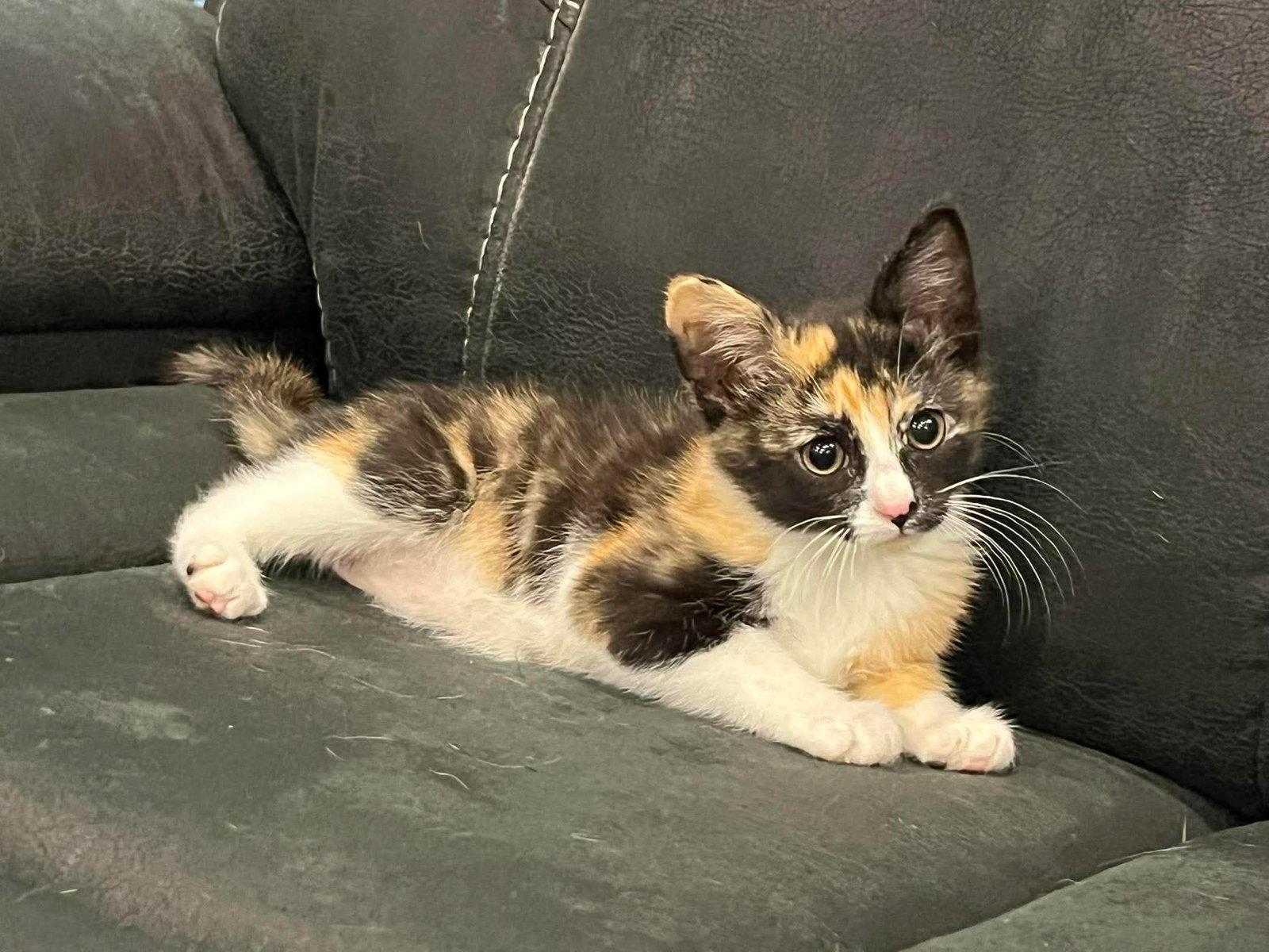 Enlarge Cora, a Adoptable Calico in Merriam, KS image 1/1
