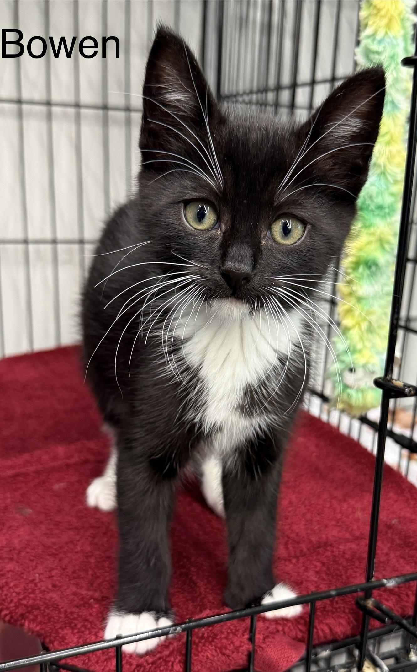 Bowen, adopted, Young Male Domestic Short Hair.